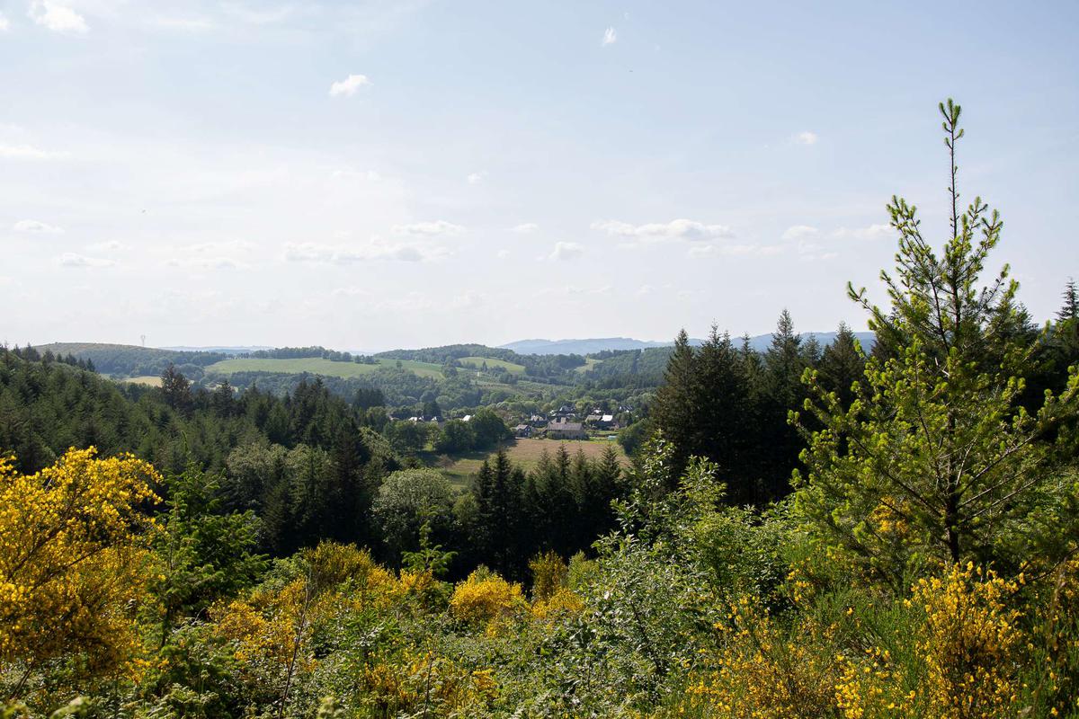 Entre Saint-Merd-les-Oussines et Tarnac, vue emblématique du plateau, où les genets viennent colorer d’or un paysage de forêts.