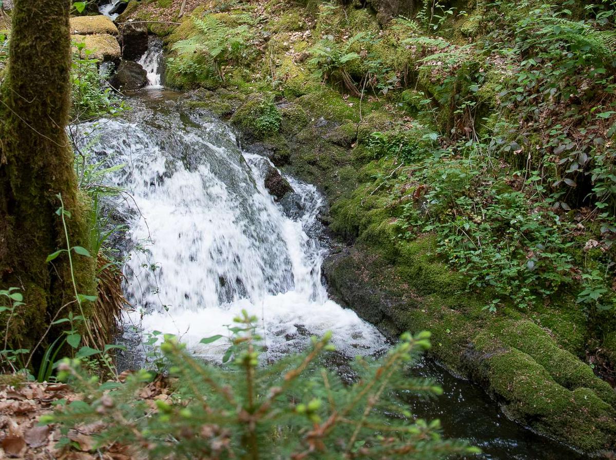 La cascade de la Tine à Pradines est un circuit de randonnée qui emprunte de petits sentiers de bord de rivière et des pistes forestières.