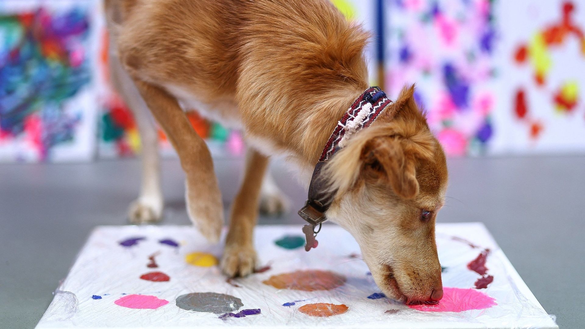 , Des chiens abandonnés se font artistes peintres pour une association caritative britannique
