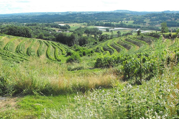 Les vignerons de Corrèze décrochent l’AOP